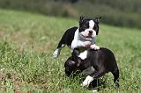 BOSTON TERRIER 131